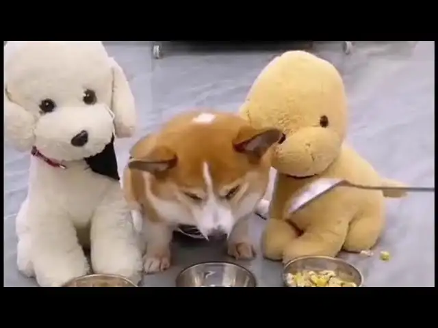 Funny Dogs Videos: Watch This Most Hilarious And Heartfelt Moment Of These Dogs