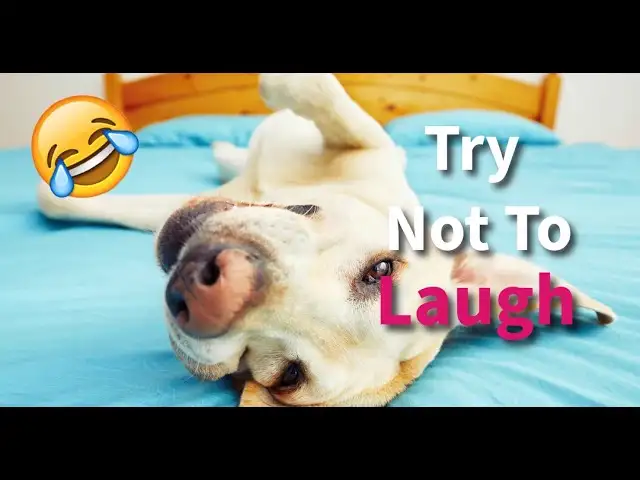 You Laugh You Lose #57 | Funny Pet Compilation