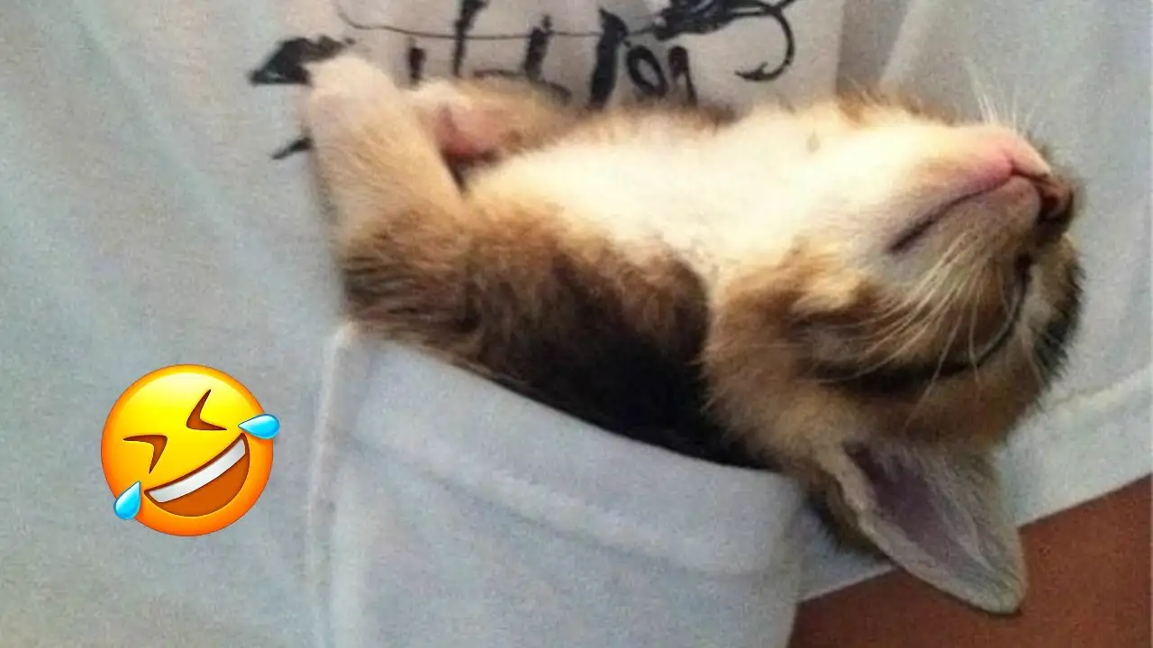 Animals will break your heart ๐ Cute and funny animals 2024 ๐