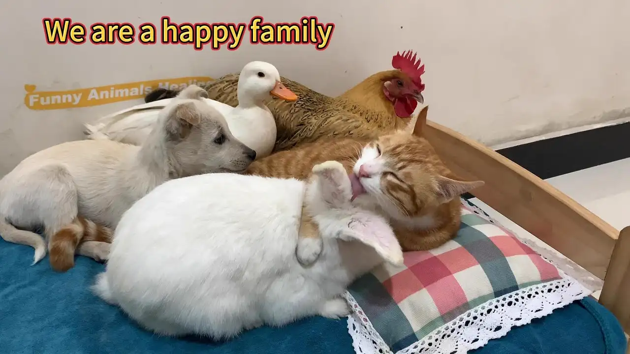 Under the leadership of the cat, the puppy, duck, hen and rabbit became good friends! A happy family
